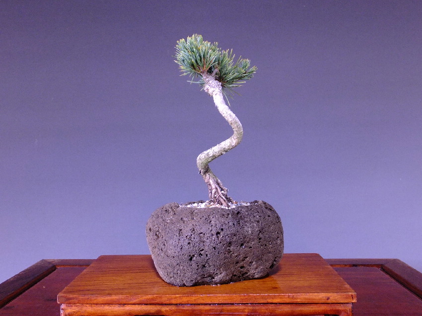 五葉松 桜島軽石鉢入り 小品 ミニ盆栽 今週の特選販売 山太屋盆栽オンラインショップ