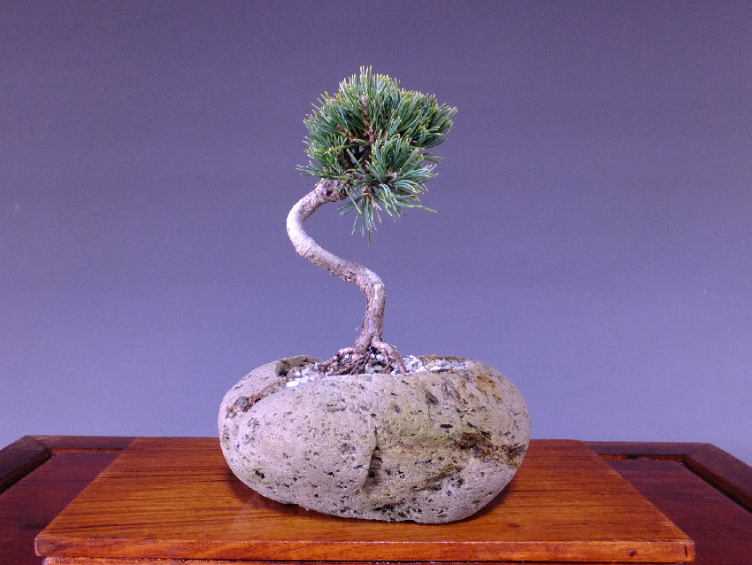 五葉松 桜島軽石鉢入り 小品 ミニ盆栽 今週の特選販売 山太屋盆栽オンラインショップ