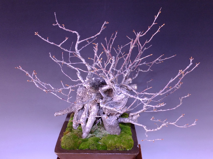 山桜 大品盆栽 盆栽通販 販売 山太屋盆栽オンラインショップ