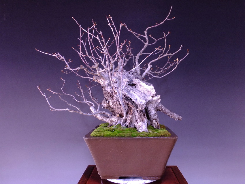 山桜 大品盆栽 盆栽通販 販売 山太屋盆栽オンラインショップ