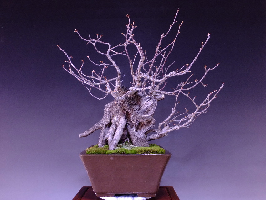 山桜 大品盆栽 盆栽通販 販売 山太屋盆栽オンラインショップ