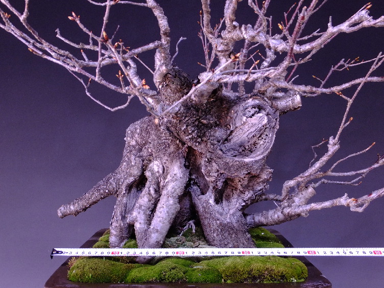 山桜 大品盆栽 盆栽通販 販売 山太屋盆栽オンラインショップ