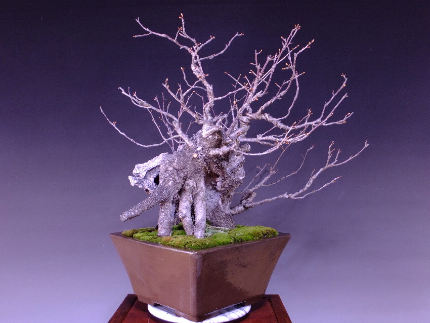 山桜 大品盆栽 盆栽通販 販売 山太屋盆栽オンラインショップ