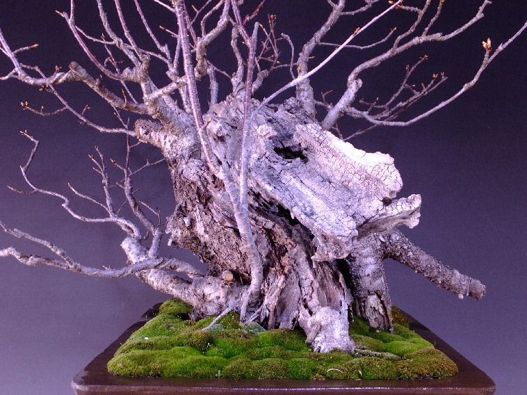 山桜 大品盆栽 盆栽通販 販売 山太屋盆栽オンラインショップ