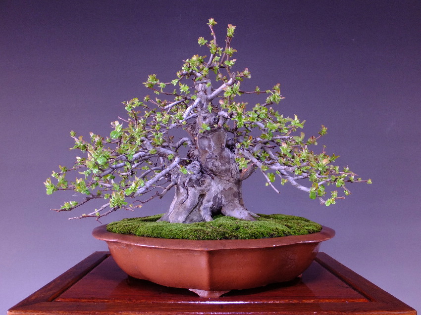 最新コレックション インテリア小物 盆栽 カリン 花梨 Shinsaku moderu