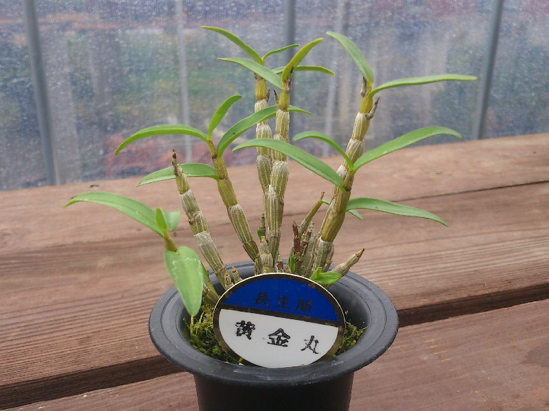 長生蘭 セッコク ５種選択格安山野草 今週の特選販売 山太屋盆栽オンラインショップ