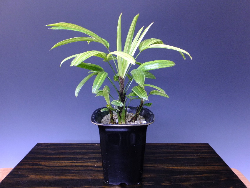 観音竹 綾錦 貴風盆栽格安盆栽 今週の特選販売 山太屋盆栽オンラインショップ