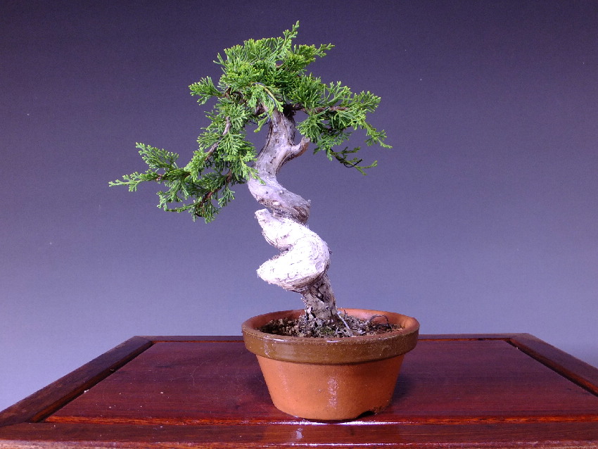 真柏599】糸魚川真柏 小品盆栽 吹き流し 樹高約220mm - www.greenh2.ma