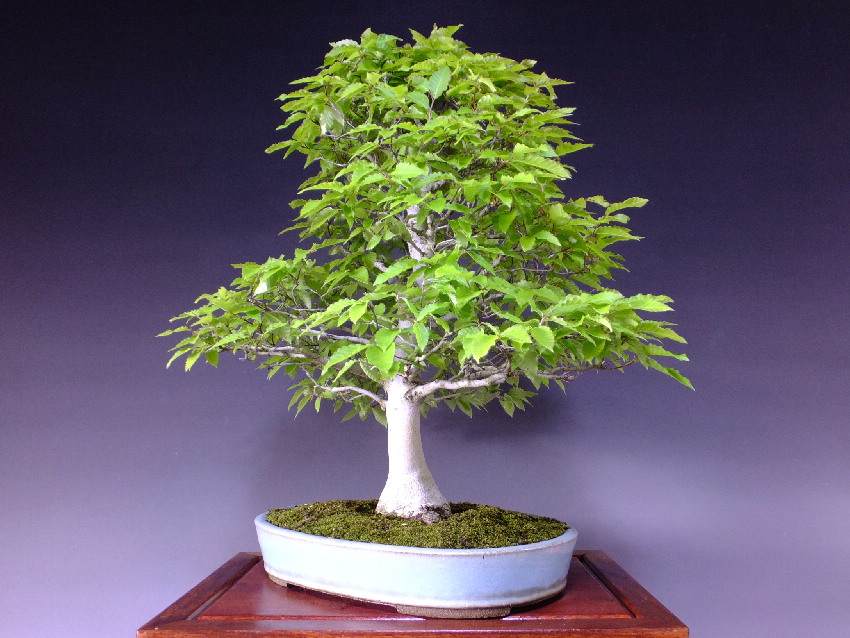 引き取り限定「盆松庵」盆栽 富士ブナ 樹齢80年 東京都あきる野市