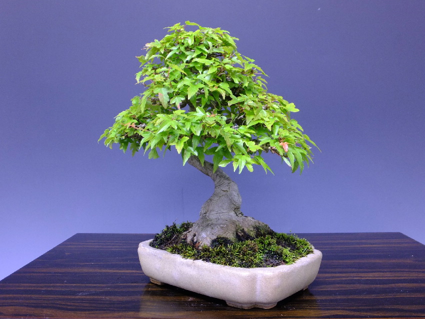 郵送無料 小品盆栽 ミニ盆栽 カエデ楓