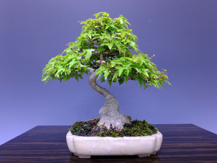 格安SALEスタート！ 楓 盆栽 小品盆栽 盆栽鉢 植物/観葉植物 - abacus
