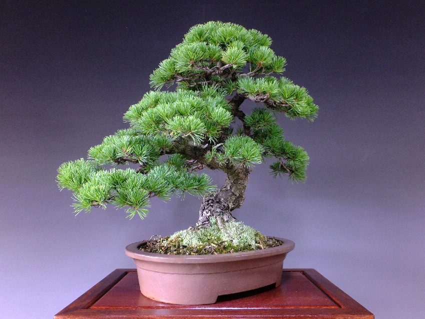 五葉松　[模様木]　中品盆栽 盆栽 明樹園 Bonsai Meijuen | 【宮島五葉松】 中型ながら
