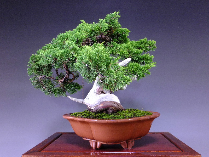 真柏599】糸魚川真柏 小品盆栽 吹き流し 樹高約220mm - www.greenh2.ma