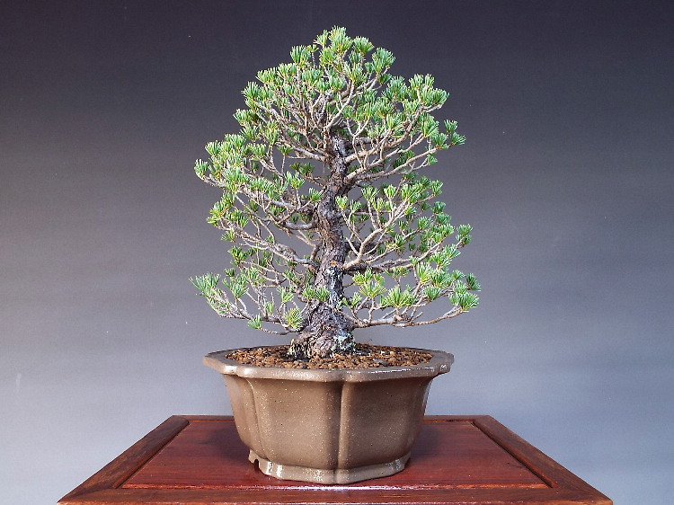 黒松盆栽 懸崖 極上品 特別お値引き中⭐︎