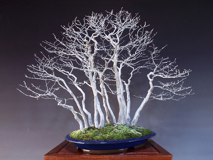 赤芽ソロ 大品盆栽 盆栽通販 販売 山太屋盆栽オンラインショップ