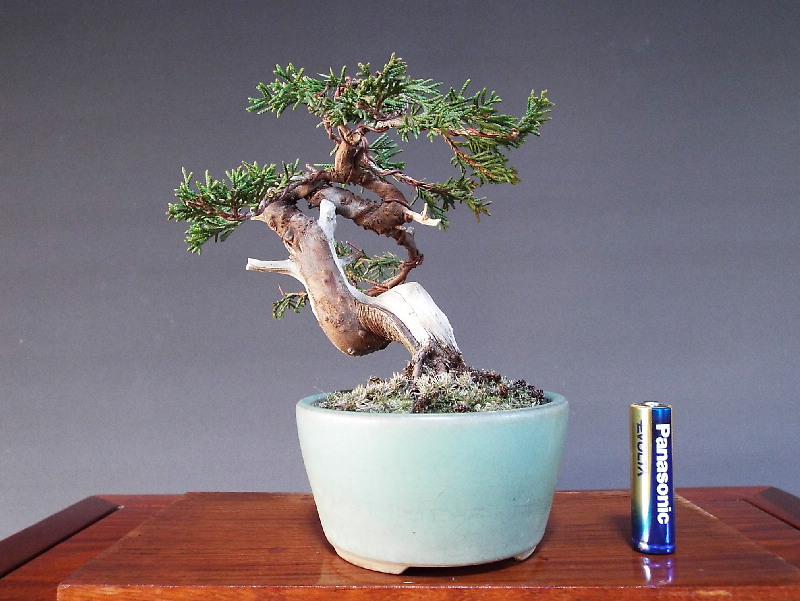 小品盆栽〔糸魚川真柏〕｜植物/観葉植物 www.smecleveland.com
