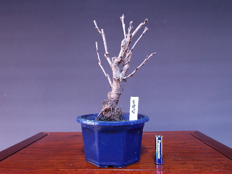吉野桜（ソメイヨシノ） 貴風盆栽 盆栽通販・販売 山太屋盆栽オンラインショップ
