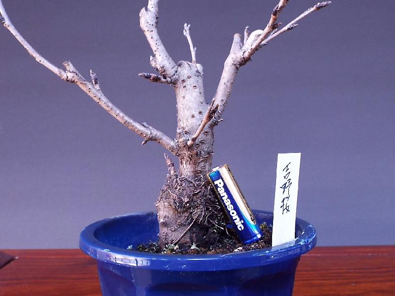 吉野桜 ソメイヨシノ 貴風盆栽 盆栽通販 販売 山太屋盆栽オンラインショップ