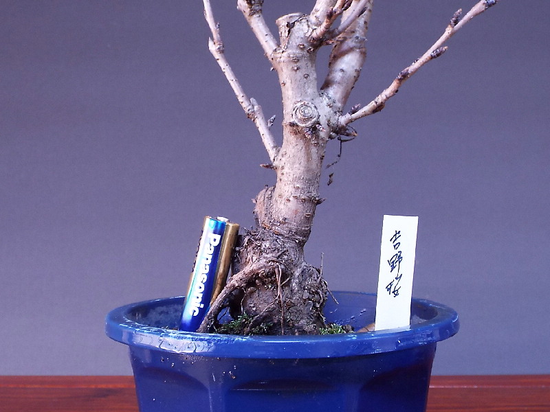 吉野桜 ソメイヨシノ 貴風盆栽 盆栽通販 販売 山太屋盆栽オンラインショップ