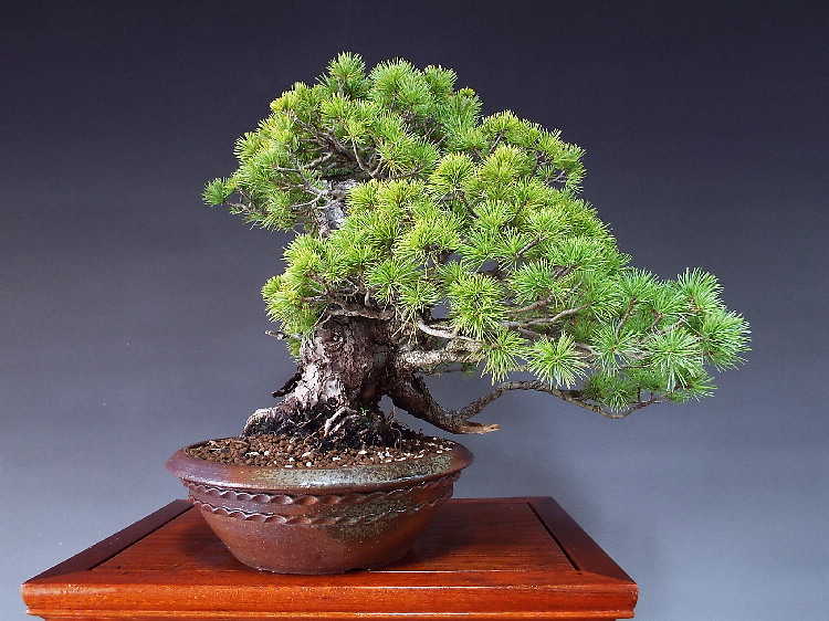 中品那須五葉松盆栽3-1 【公式通販】