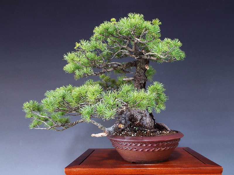 2極タイプ 那須五葉松盆栽 - crumiller.com