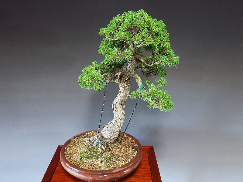 小品盆栽八房五葉松明王 【公式通販】