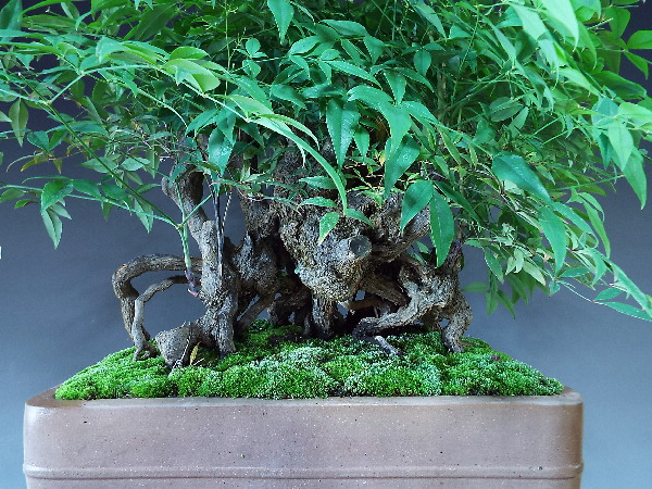 南天 ナンテン 大品盆栽 大品盆栽 盆栽通販 販売 山太屋盆栽オンラインショップ