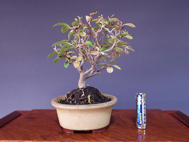 イボタの石です。 イボタの石です。