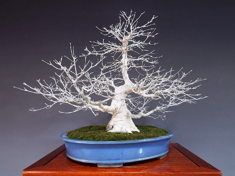 茜もみじ 盆栽通販 販売 山太屋盆栽オンラインショップ