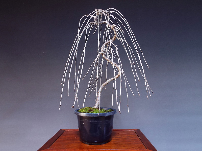 富士しだれ桜 大品盆栽 盆栽通販 販売 山太屋盆栽オンラインショップ