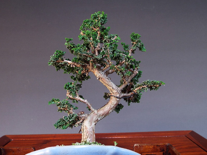 盆栽味澤 石化檜 盆栽 小品盆栽