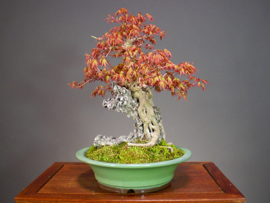 自然石付きもみじ，盆栽，盆景，どっしりと見応えあり！