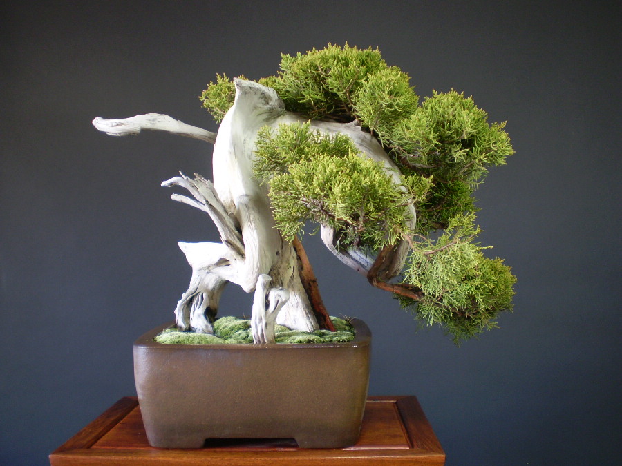 先行予約 【糸魚川真柏盆栽 タヌキ⁉️】 植物/観葉植物