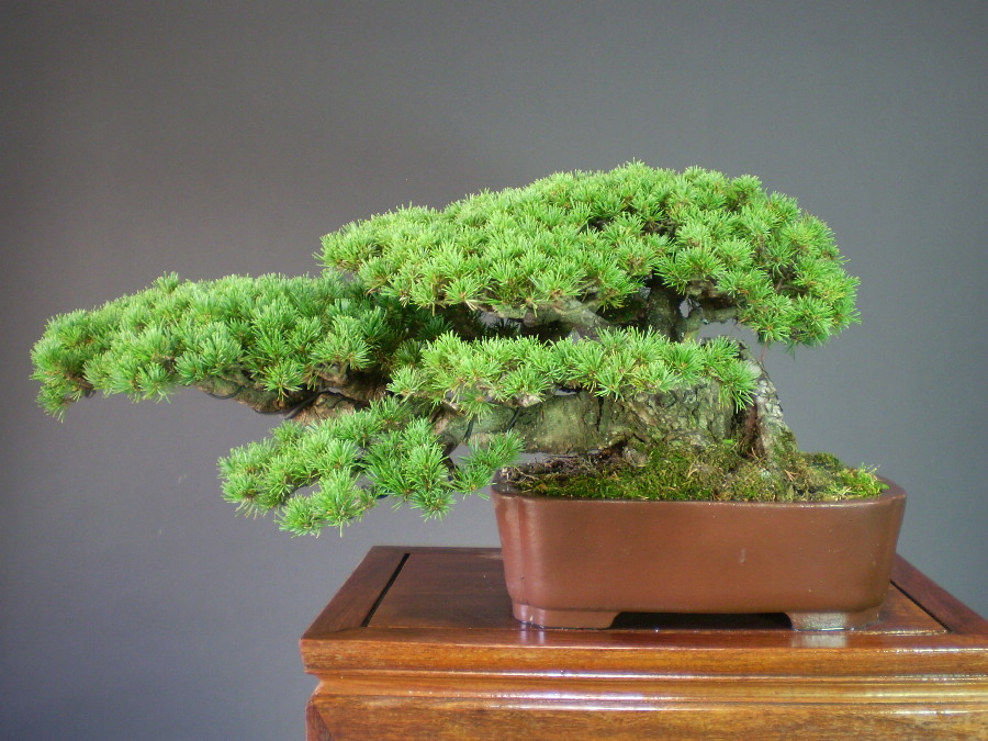 激安】 盆栽 高級素材 五葉松 瑞祥 植物/観葉植物 - www.trim-a-slab.com