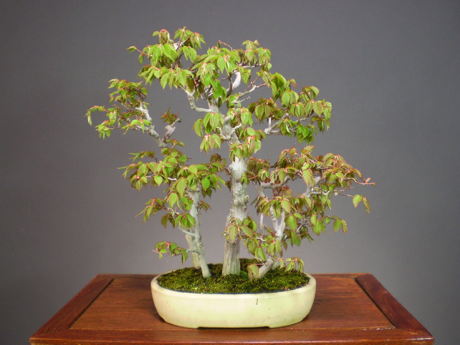 赤芽ソロ 貴風盆栽 盆栽販売 通販 極上盆栽の山太屋盆栽オンラインショップ