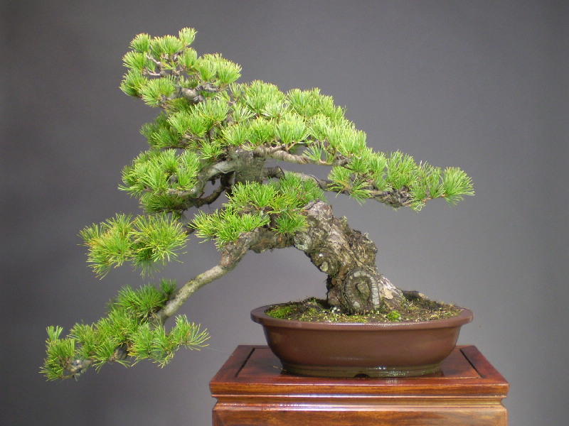 山秋盆栽鉢 盆栽 鉢 山秋 幅33.7cm