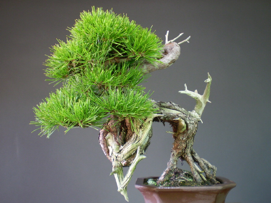 赤松 山採り 二十年物