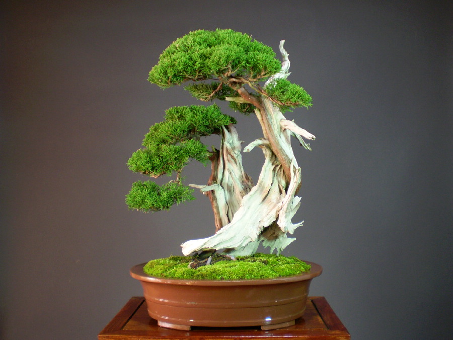 石鎚山採り真柏 盆栽 speufpel.com