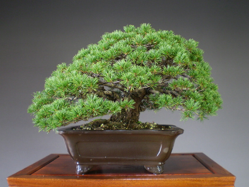搬入設置サービス付 盆栽 高級素材 五葉松 瑞祥 - 植物/観葉植物
