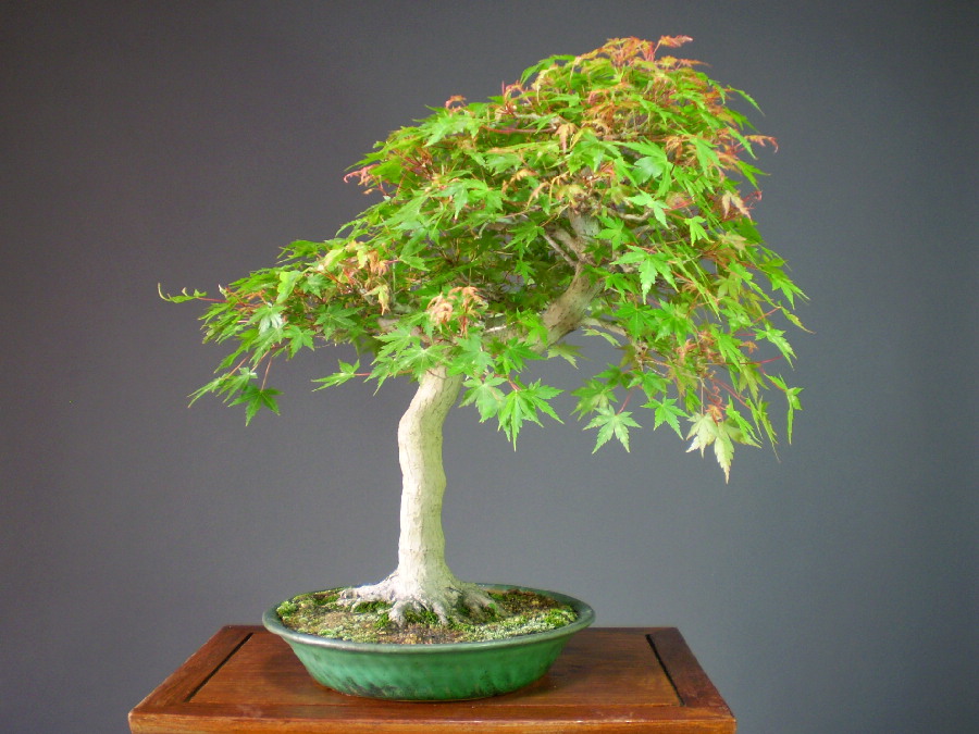 山もみじ 中品盆栽 山太屋盆栽オンラインショップ