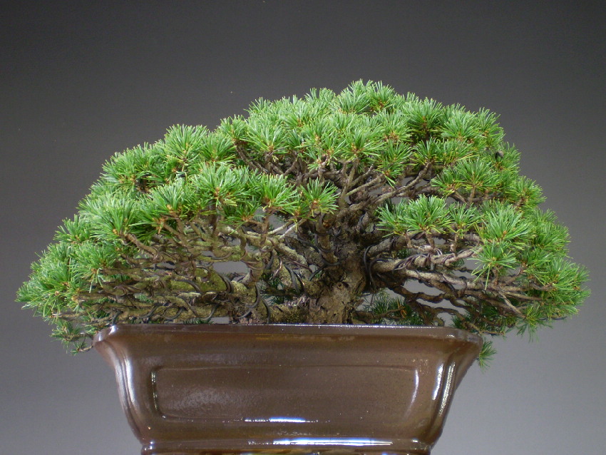 五葉松（瑞祥）貴風サイズ