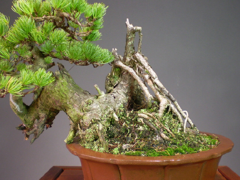 那須五葉松　山木　山採り　大品盆栽 山採り 五葉松》五葉松盆栽 文人木 大品盆栽 手渡し可能/ 真柏 黒松