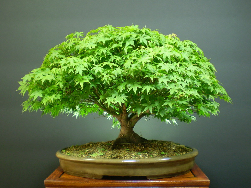 清姫もみじ 鉢 銭号 大品盆栽 山太屋盆栽オンラインショップ