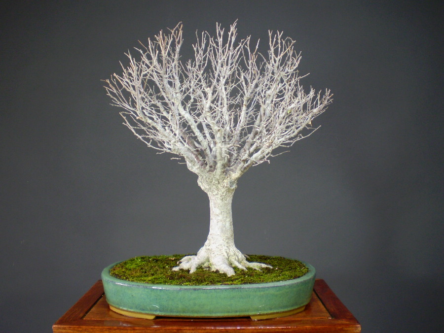 ケヤキ 欅 中品盆栽 盆栽通販 販売 山太屋盆栽オンラインショップ