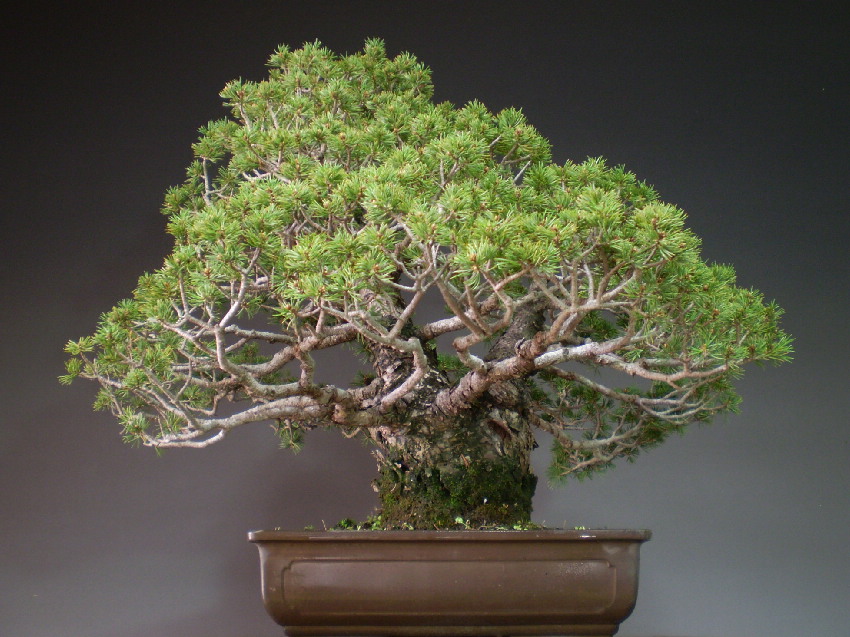 盆栽　瑞祥　五葉松　２点 五葉松〔瑞祥〕│盆栽、盆栽書籍、盆栽鉢の通販│近代出版