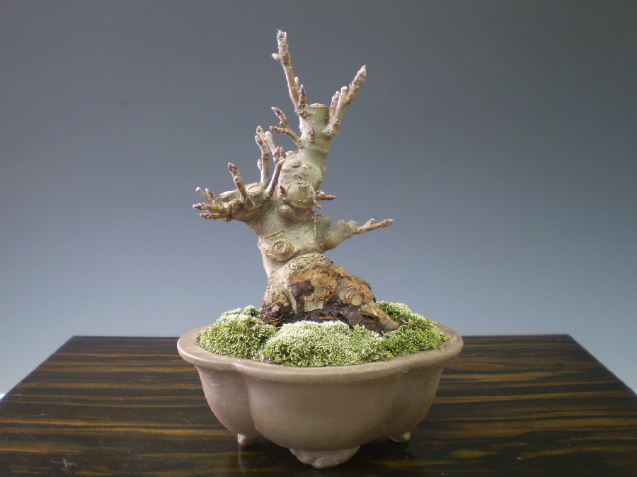 姫リンゴ 小品盆栽 山太屋盆栽オンラインショップ