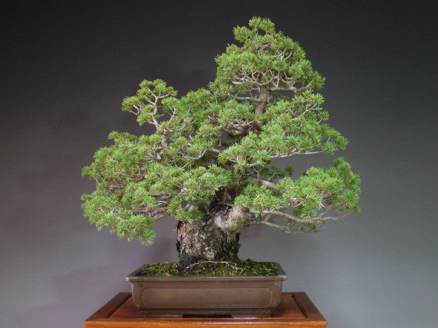 中品五葉松（瑞祥）盆栽