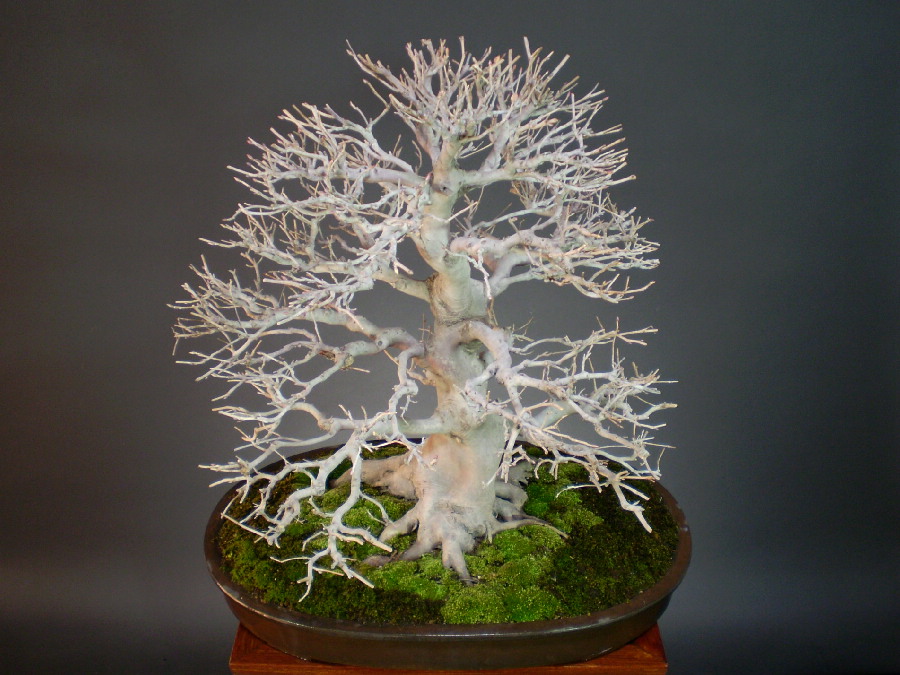 土佐水木 大品盆栽 盆栽通販 販売 山太屋盆栽オンラインショップ