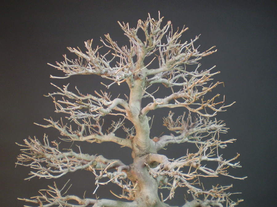 土佐水木 大品盆栽 盆栽通販 販売 山太屋盆栽オンラインショップ